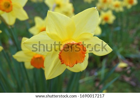 A close-up image of colourful spring daffodils.