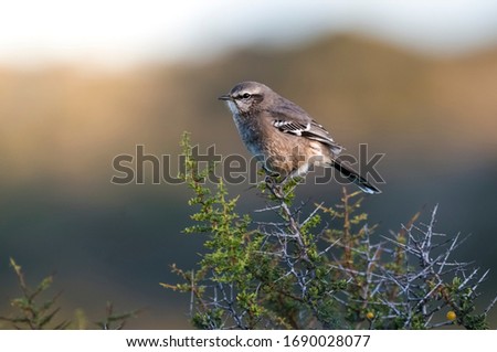 Patagonian Mockingbird, Peninsula Valdes,Patagonia, Argentina. 