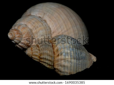 Seashell on th stone background