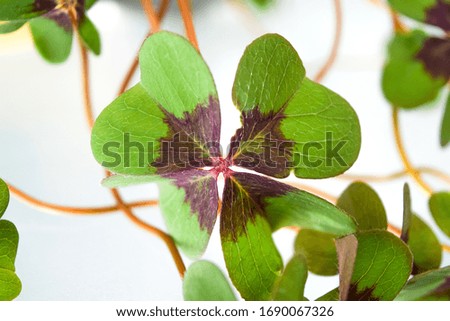 four-leaf clover for some luck, st. patricks day clover