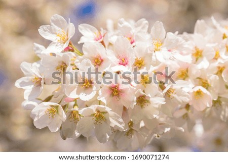 Spring flowers of Japanese cherry sakura. Macro shot. Delicate floral background.