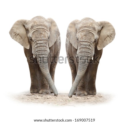 African elephants (Loxodonta africana) on a white background. 