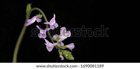 Nuttallanthus canadensis, Blue todflax, Can word on black background beside elegant flower and plant arrangement