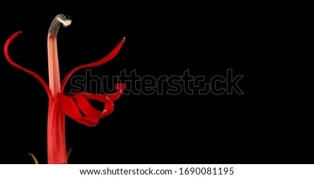 Lobelia cardinalis, Cardinal Flower, Can word on black background beside elegant flower and plant arrangement