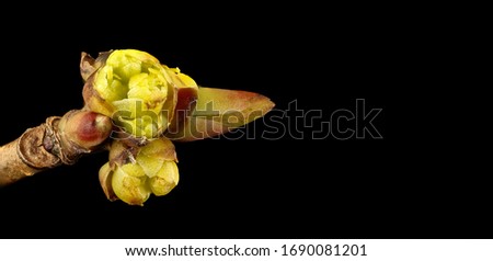 Lindera benzoin pistillate flower, Flower and plant Macro, Can word on black background beside elegant flower and plant arrangement