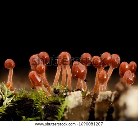 Glossy capped just emerged lava lampish sporangia of a Hemitrichia Red Slime mold of some sort, Can word on black background beside elegant flower and plant arrangement