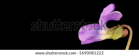 Viola sororia, Common Blue Violet, Can word on black background beside elegant flower and plant arrangement