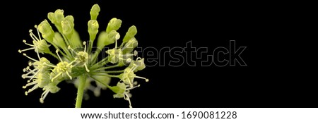 Aralia nudicaulis, Wild Sarsaparilla, Can word on black background beside elegant flower and plant arrangement