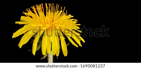 Dandelion, Can word on black background beside elegant flower and plant arrangement