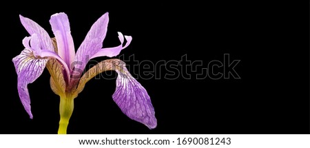 Harlequin Blueflag (Iris versicolor), a reasonably widespread inhabitant of mucky freshwater marsh edges, Can word on black background beside elegant flower and plant arrangement