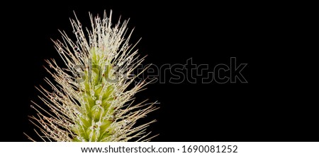 Setaria glauca, Yellow Foxtail, Beltsville, Maryland with dew, Can word on black background beside elegant flower and plant arrangement