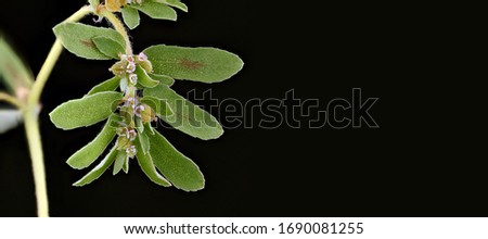 Chamaesyce maculata, Spotted Spurge, Can word on black background beside elegant flower and plant arrangement