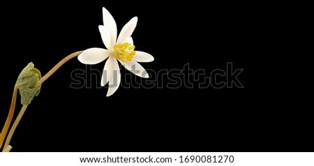 Sanguinaria canadensis, Can word on black background beside elegant flower and plant arrangement