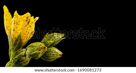 Hypericum punctatum, Spotted St. Johnswort, Howard County, Can word on black background beside elegant flower and plant arrangement