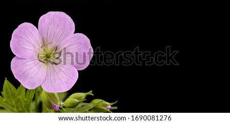 he Wild Geranium, Geranium maculatum, Can word on black background beside elegant flower and plant arrangement