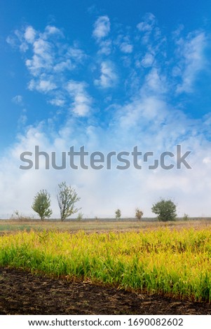 Rural landscape: field with trees in the distance under a blue cloudy sky