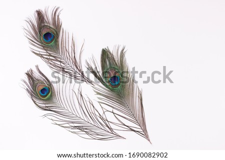 Clothing and home decoration. Beautiful peacock feathers on white background isolated horizontaly. Royalty-Free Stock Photo #1690082902