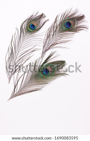 Clothing and home decoration. Beautiful peacock feathers on white background isolated. Royalty-Free Stock Photo #1690083595