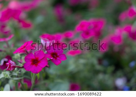 bright pink flower on blurry background
