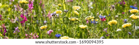 Flower meadow with wild flowers in June Royalty-Free Stock Photo #1690094395