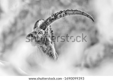 The King of Alps mountains, portrait of Alpine Ibex (Capra ibex)