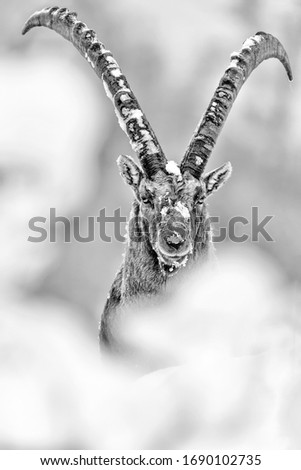 Face to face with Alpine ibex after snowfall (Capra ibex)