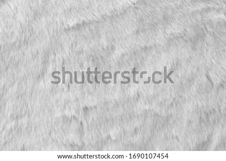 White real wool with a white top texture background, light natural sheep wool, white seamless cotton, fluffy fur texture for designers, close-up white wool rug