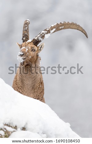 Wonderful portrait of Alpine ibex in the snow (Capra ibex)