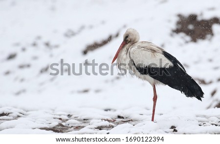 White Stork in snow, ciconia ciconia