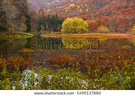 Autumn forest with reflection on Biogradsko lake in Montenegro