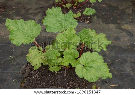Home Grown Organic Spring Rhubarb Plant (Rheum x hybridum 'Timperley Early') Surrounded by Weed Suppressant Fabric in a Vegetable Garden in Rural Devon, England, UK Royalty-Free Stock Photo #1690151347