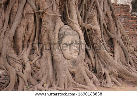 Buddha head in the tree root at Wat Mahathat in Ayutthaya, Thailand