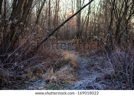 sunny winter morning in the forest