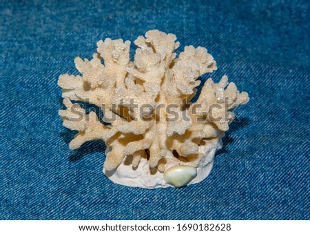 A small coral, a souvenir from the ocean.
