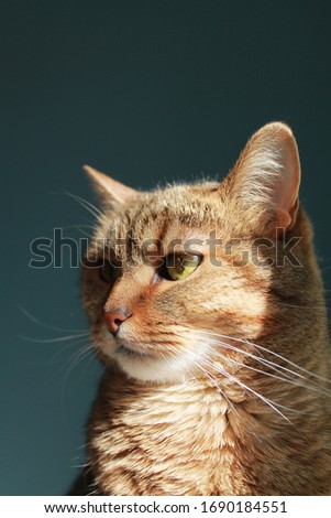 portrait of a cat in the sun