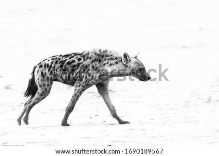 Artistic high key image of spotted hyena walking across the dry Kalahari Desert, South Africa