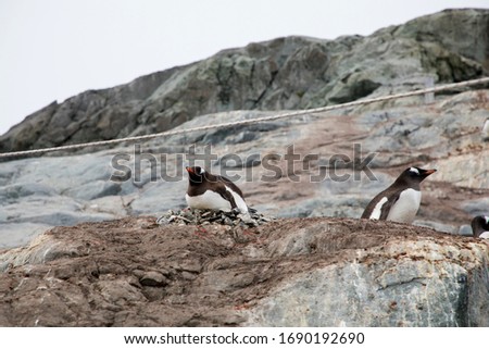 this is a picture of a gentoo penguin took with his baby penguin