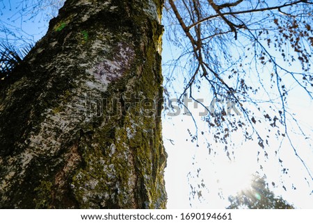 tree in forest, photo picture digital image