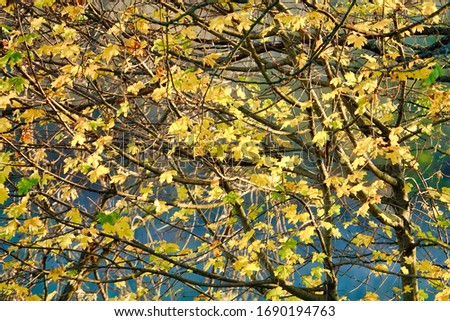 autumn leaves background, photo picture digital image