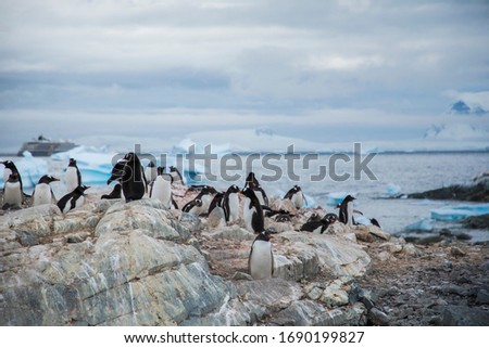 this is a picture shown the scale of the Gentoo penguin's habitat