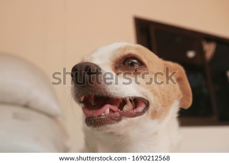 White and brown Chihuahua dogs show various gestures.