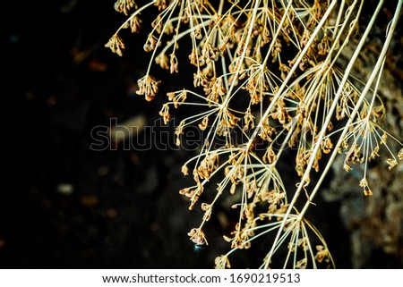 Dry dill seeds on a branch