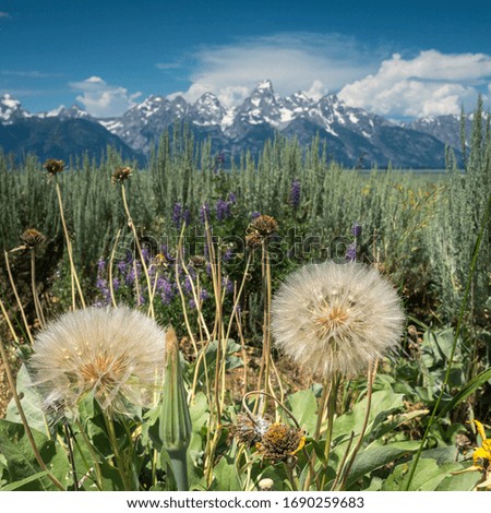 A shallow depth of field image, focussed on dandelion flower clocks within the wildflower meadows of the Grand Tetons. The snow capped peaks can be seen in the far distance.