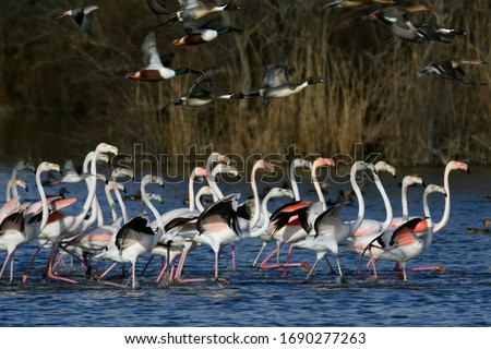 Flamingos or flamingoes are a type of wading bird in the family Phoenicopteridae, the only bird family in the order Phoenicopteriformes. Something has scared them and they all run away.