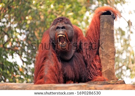 Orangutan male with expressive emotion of aggression Royalty-Free Stock Photo #1690286530
