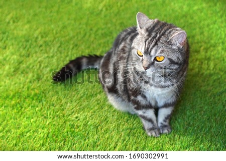Beautiful cat on the green artificial grass.