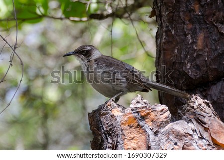 The Galapagos mockingbird (Mimus parvulus), Santa Cruz island, Ecuador.