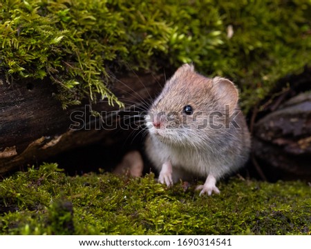 Bank vole in spring forest Royalty-Free Stock Photo #1690314541
