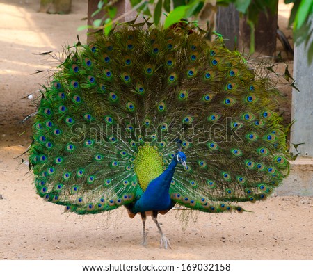Beautiful peacock with fully fanned tail Royalty-Free Stock Photo #169032158