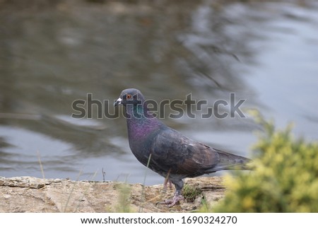 pigeon walk by the lake on the fence